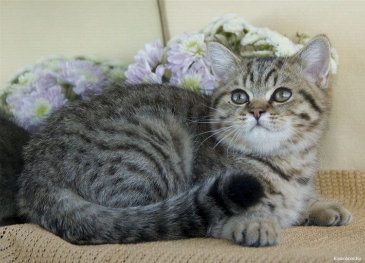 Кот британец полосатый порода