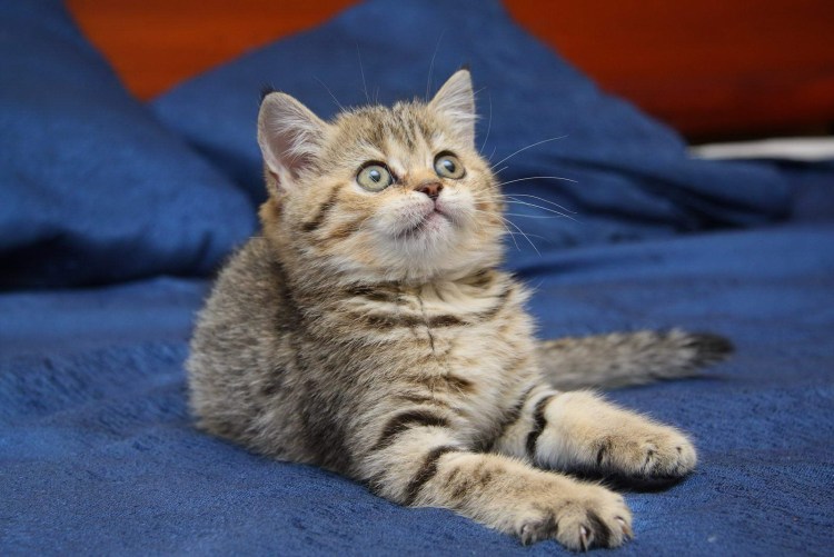 Британские котята полосатые