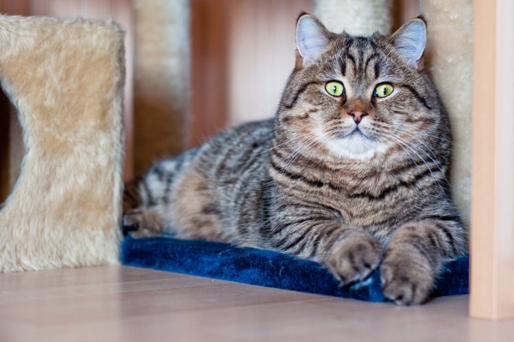 Британская кошка короткошерстная полосатая