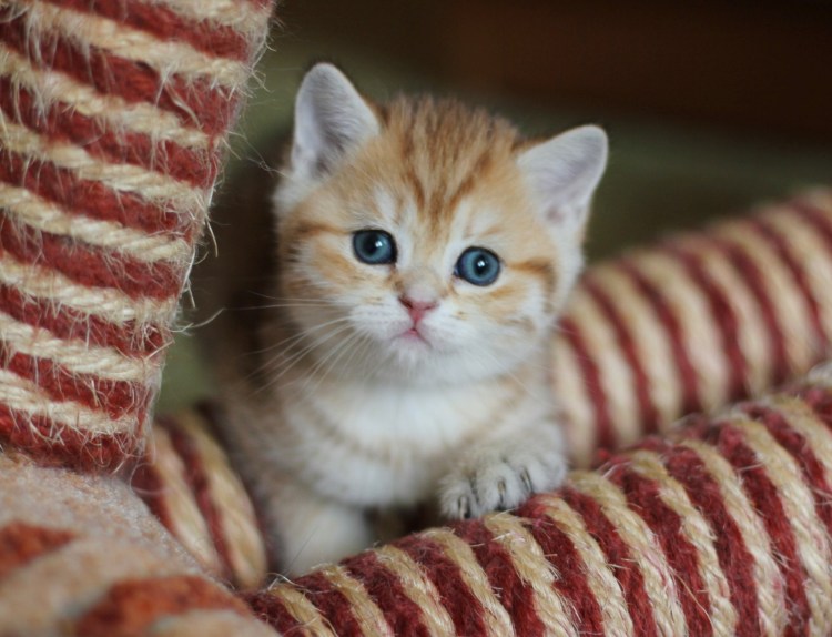 Британский короткошерстный кот полосатый