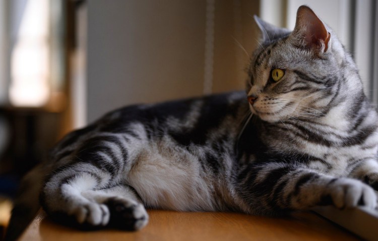 Шотландская кошка прямоухая серая полосатая