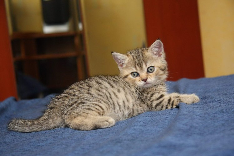 Европейская короткошерстная кошка табби