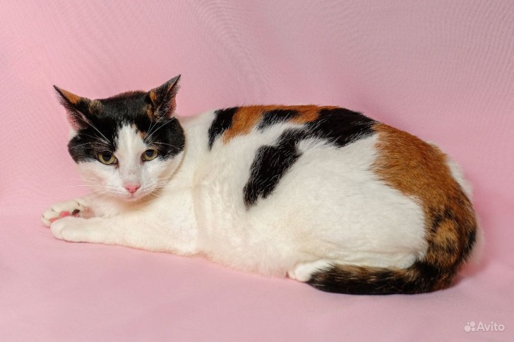 Беспородные кошки трёхцветные