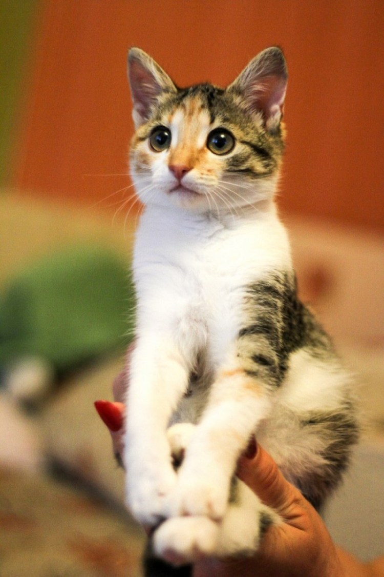 Кошка трехцветная короткошерстная