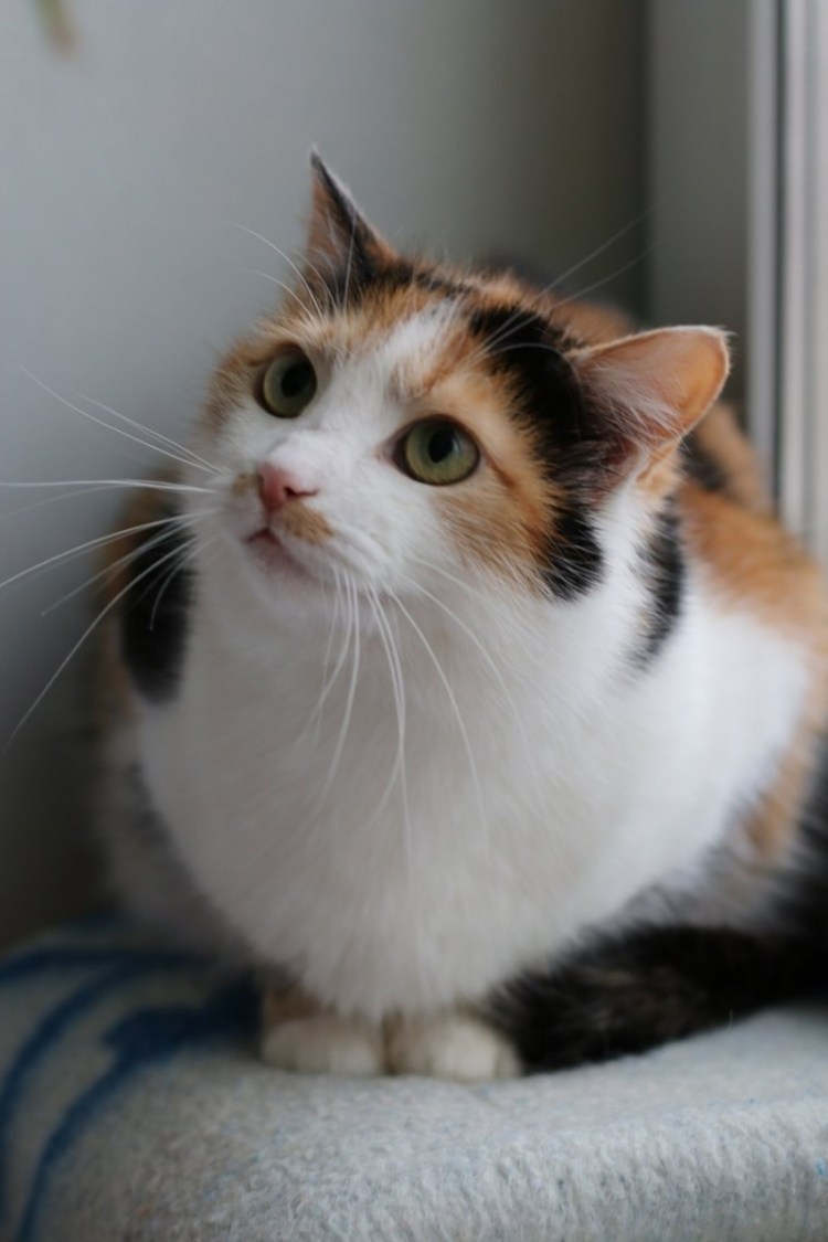 Трехшерстная кошка порода европейская