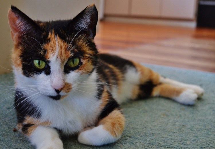 Европейская короткошерстная кошка черепаховая