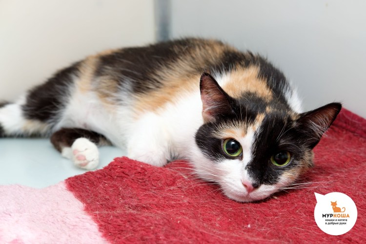 Эгейская черепаховая кошка