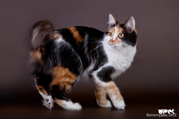 Британская трехшерстная кошка