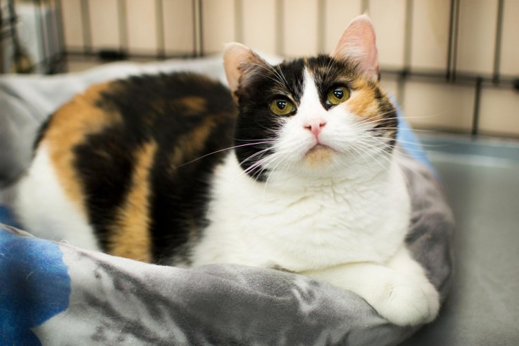 Трёхцветная кошка в доме