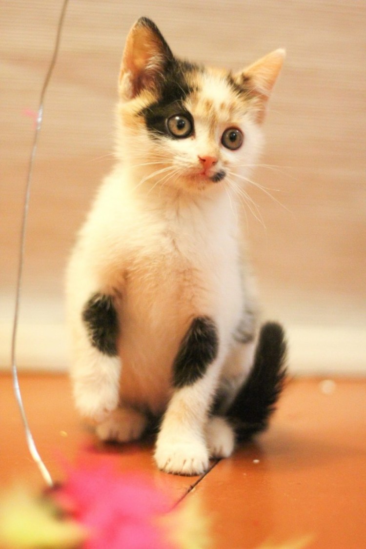 Трехцветный котенок