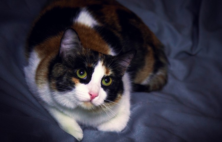 Трехцветные гладкошерстные котята