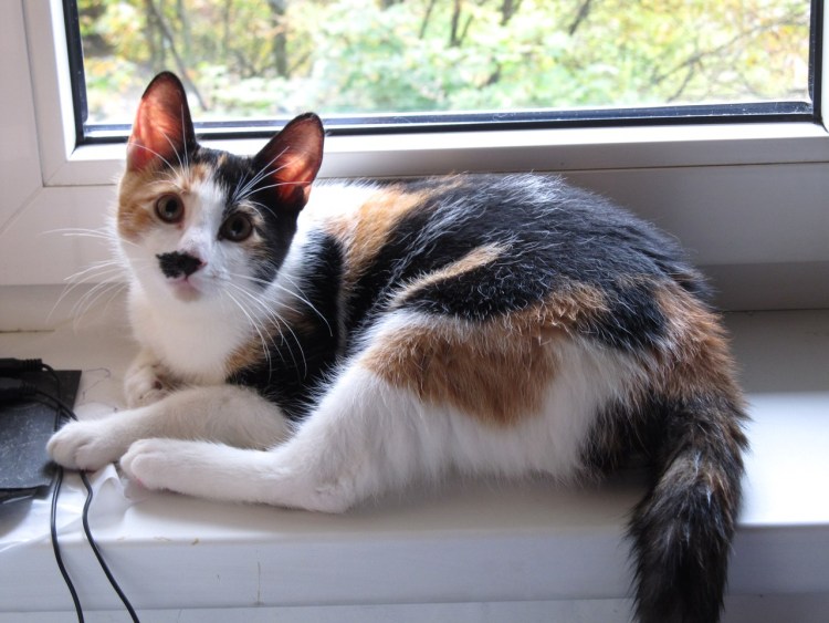 Трехцветная кошка с полосками