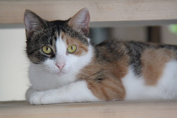 Порода Калико