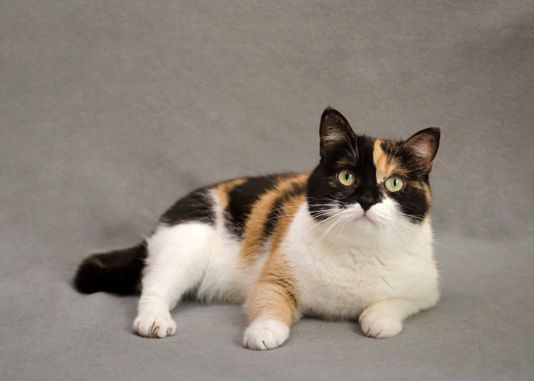 Британская трехшерстная кошка