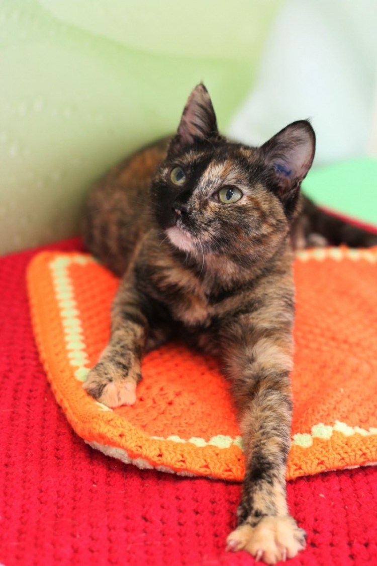 Европейская короткошерстная черепаховая