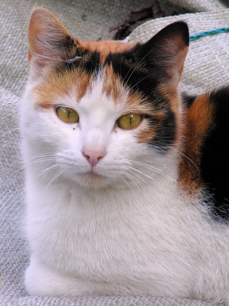 Домашние кошки трехцветные