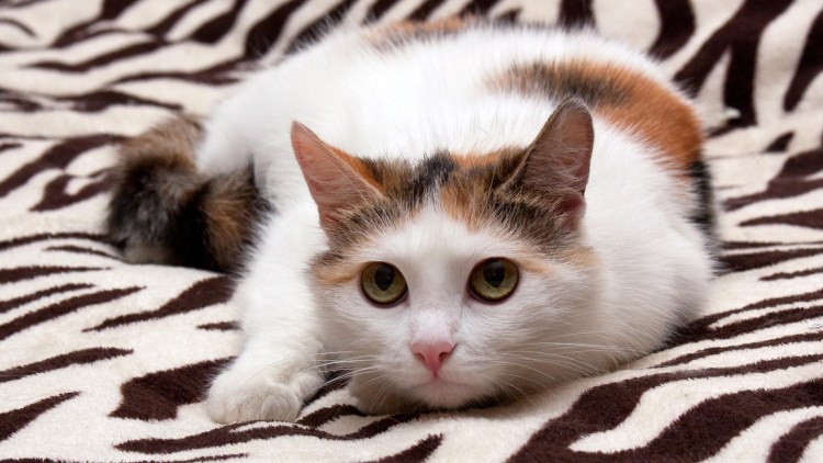 Кошка беспородная трехцветная короткошерстная