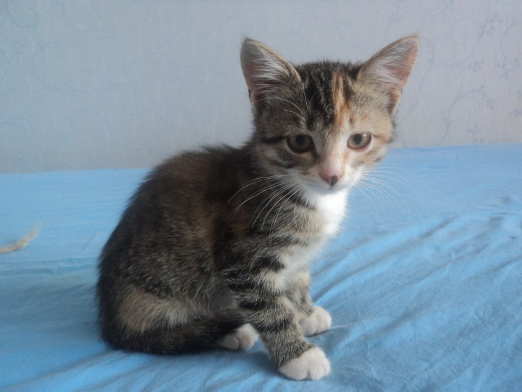 Кошка дворняжка трехцветная