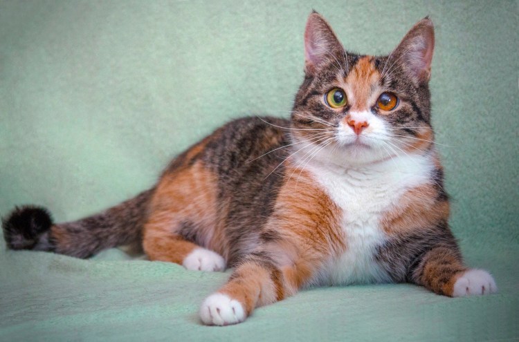 Европейская короткошерстная черепаховая