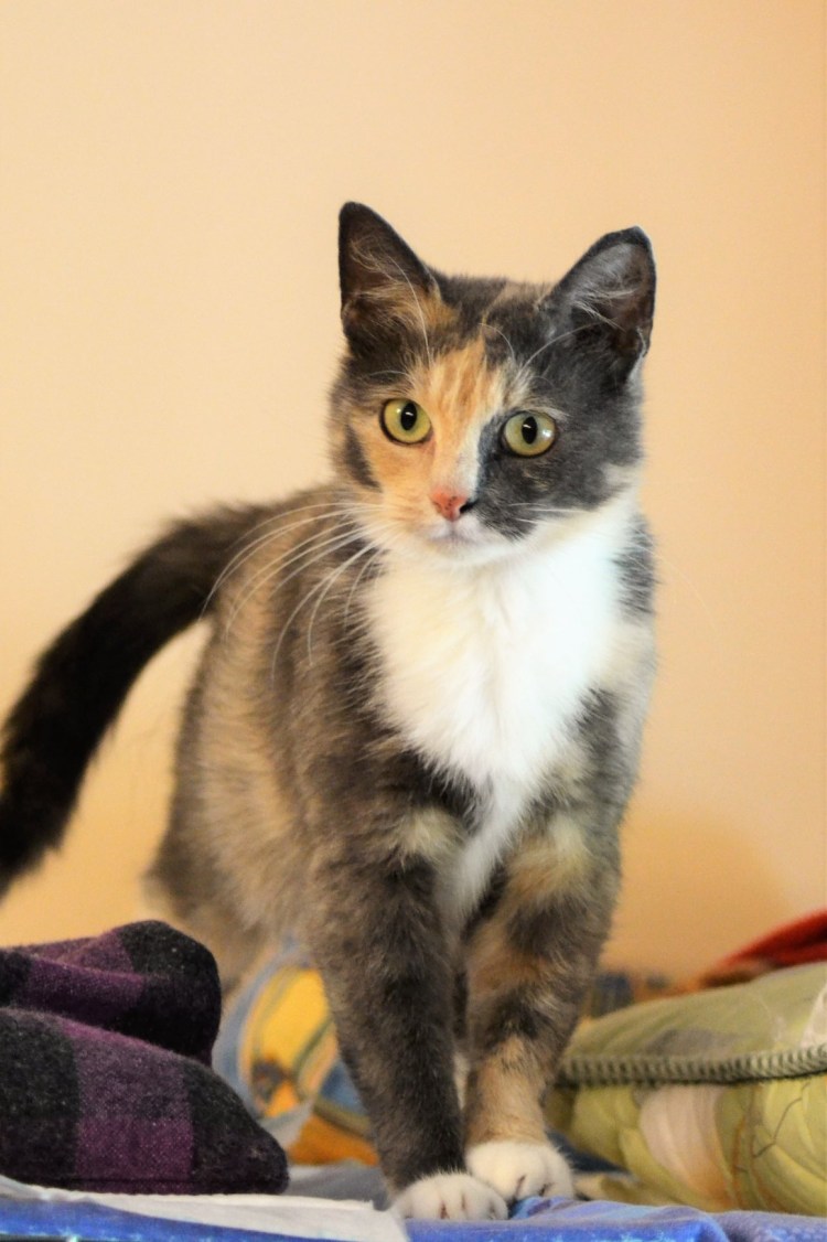 Сибирская кошка трехцветная короткошерстная