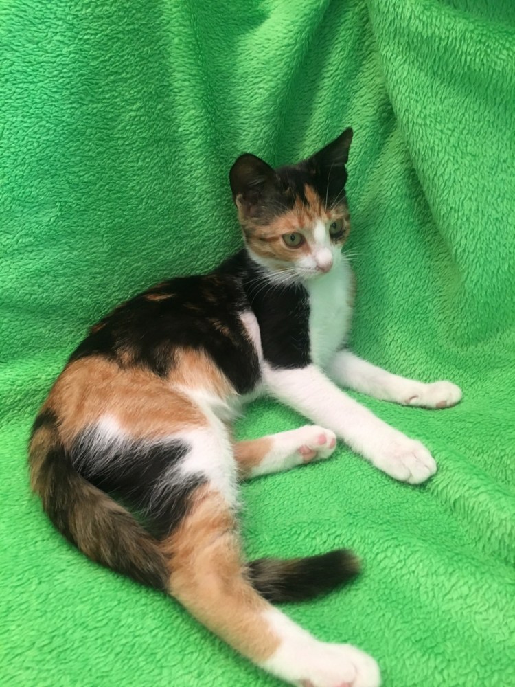 Белая трехцветная кошка