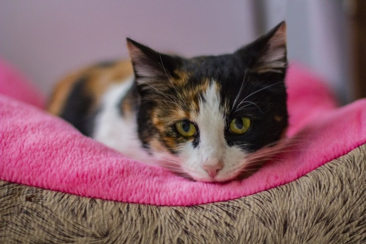 Кошка трехшерстная гладкошерстная