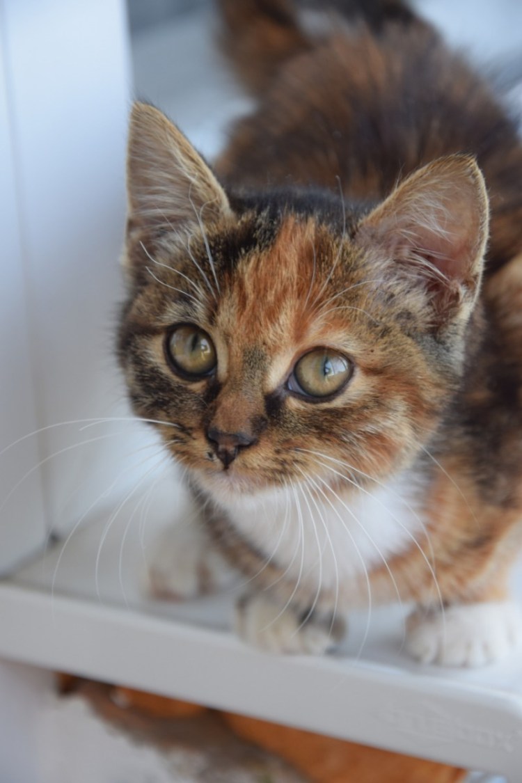 Беспородные кошки трёхцветные