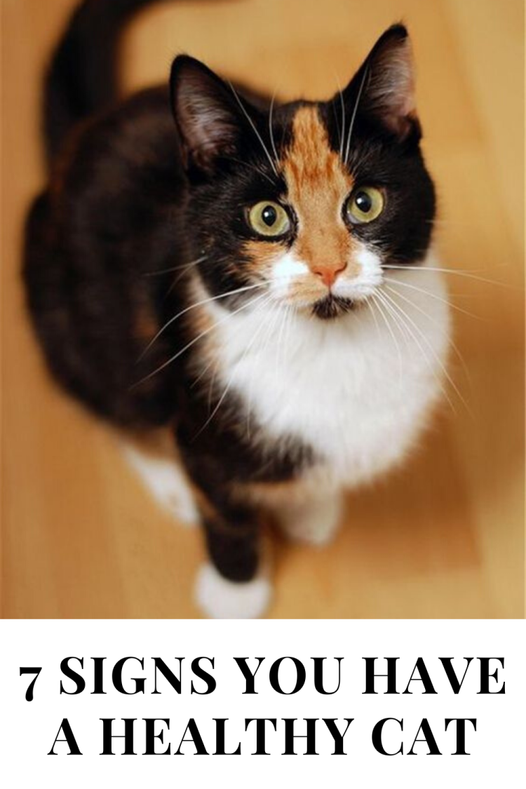 Японский бобтейл трехцветный