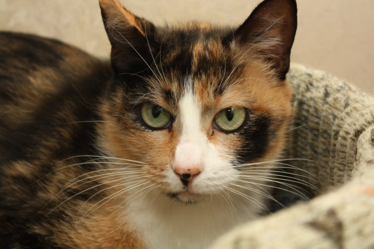 Трехцветные кошки Калико