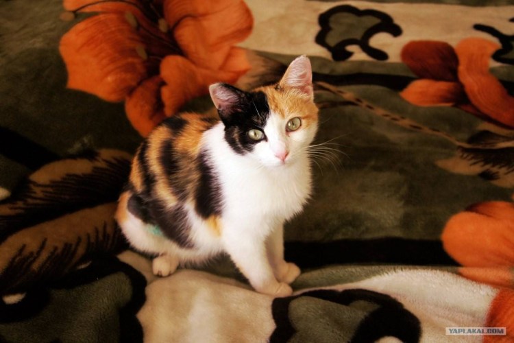 Каликоя черепаховая кошка