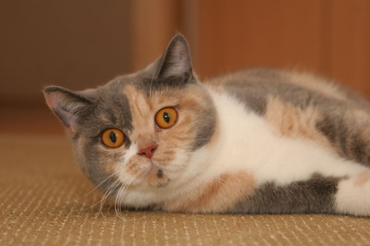 Британская трехшерстная кошка