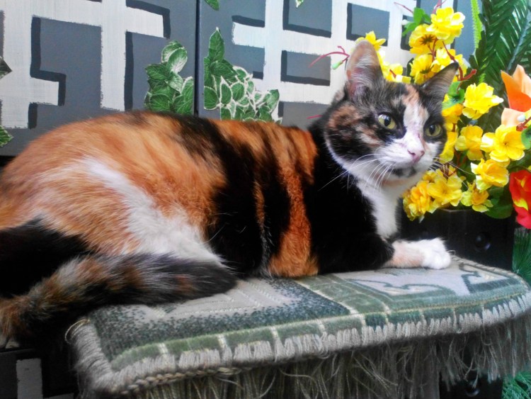 Беспородные кошки трёхцветные