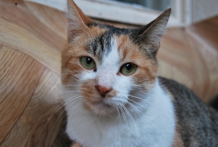 Кошка Пуся порода Воротынская