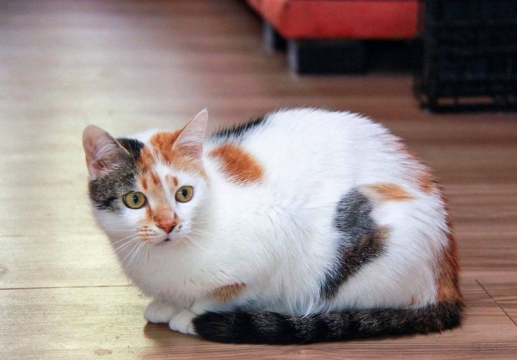 Трёхцветная кошка на коленях