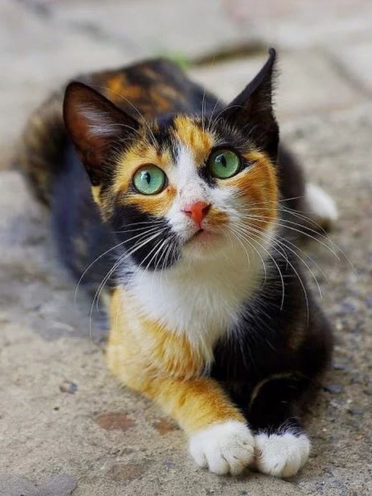 Сибирская кошка трехцветная короткошерстная