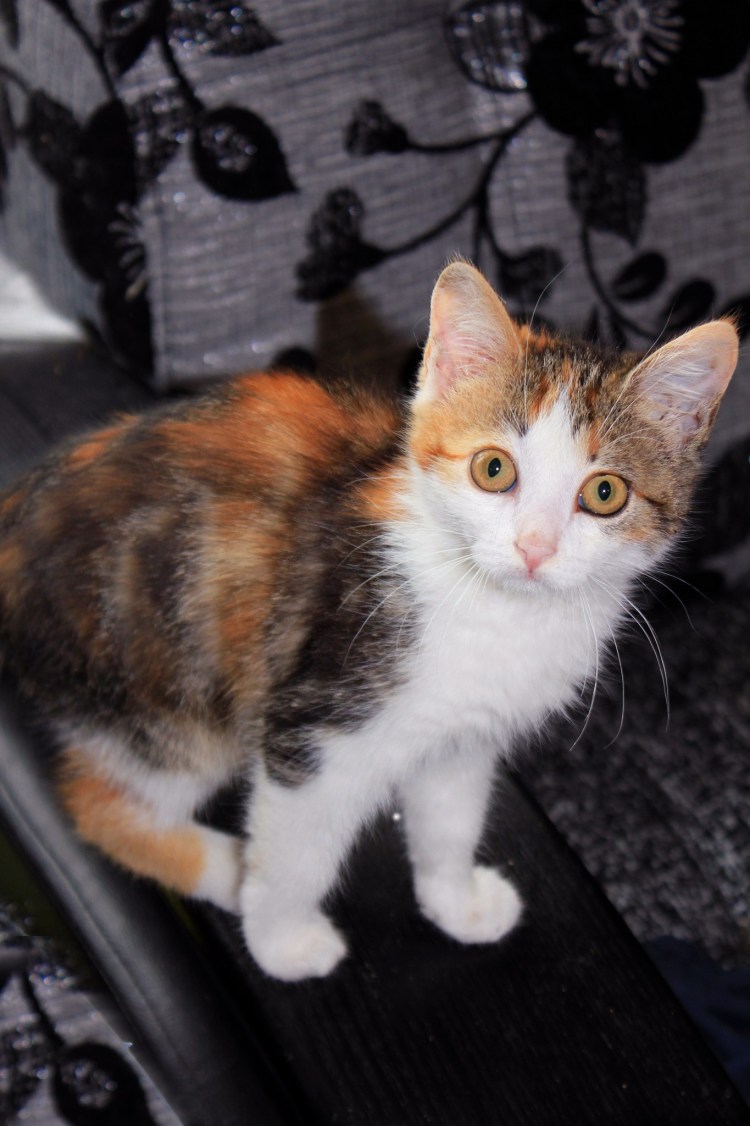 Кошка породы Калико