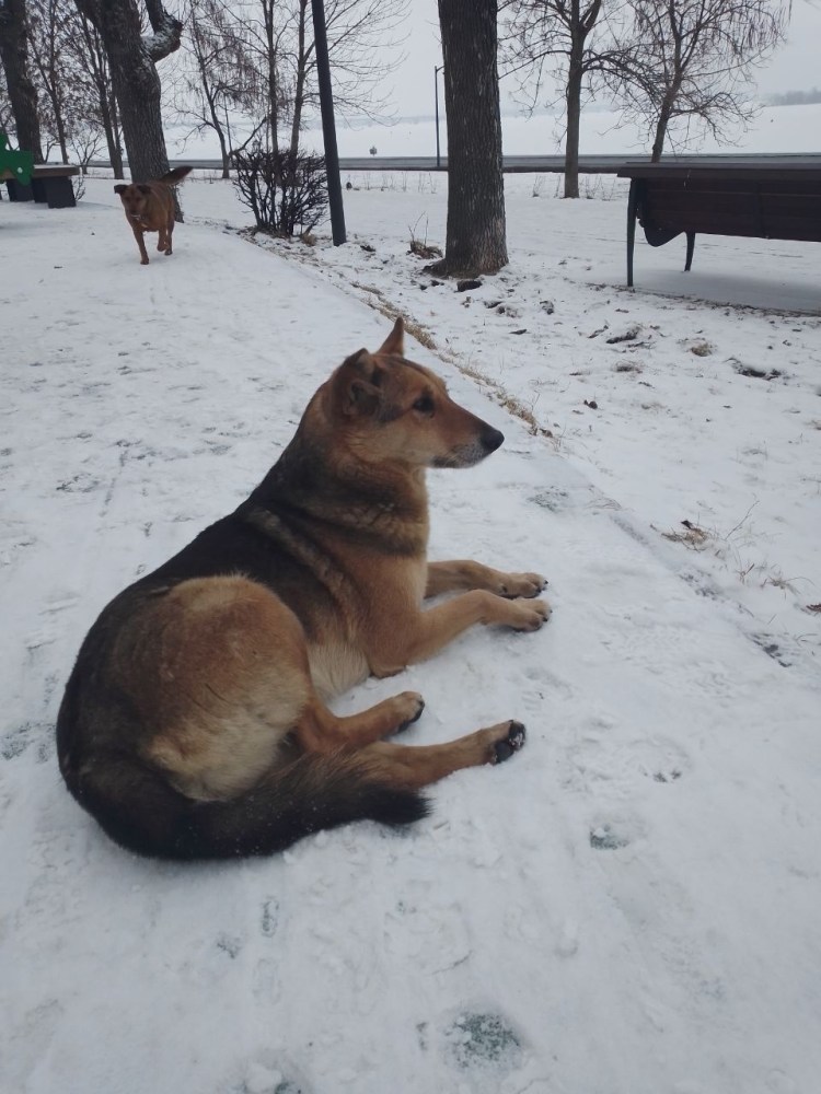 Мужчина в наморднике