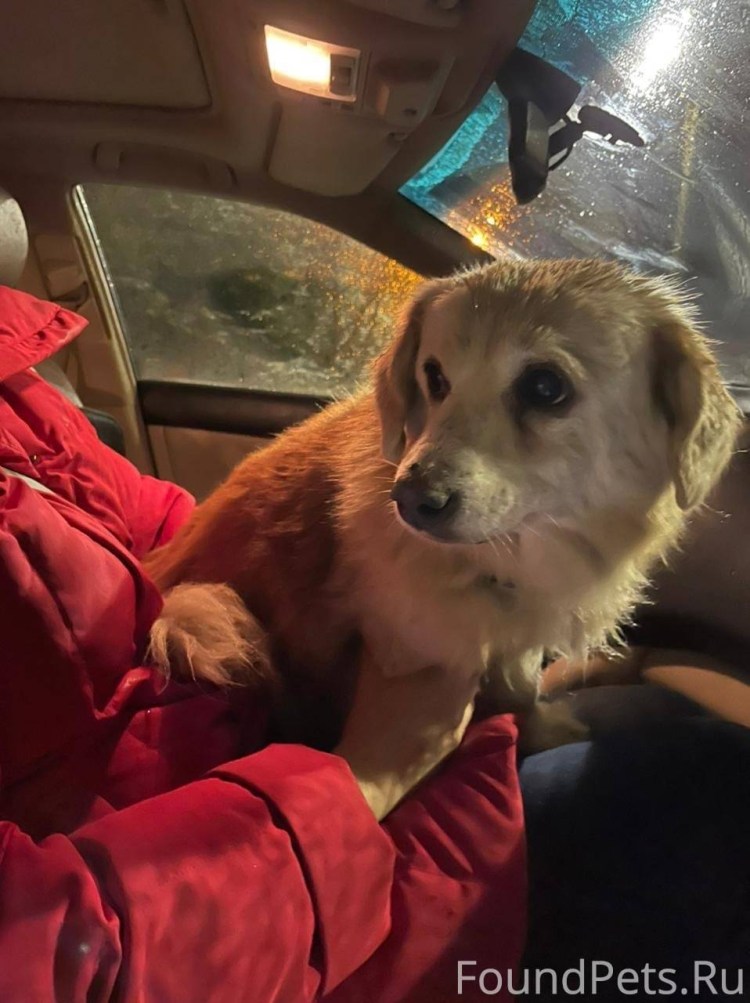 Стаффордширский терьер строгий ошейник