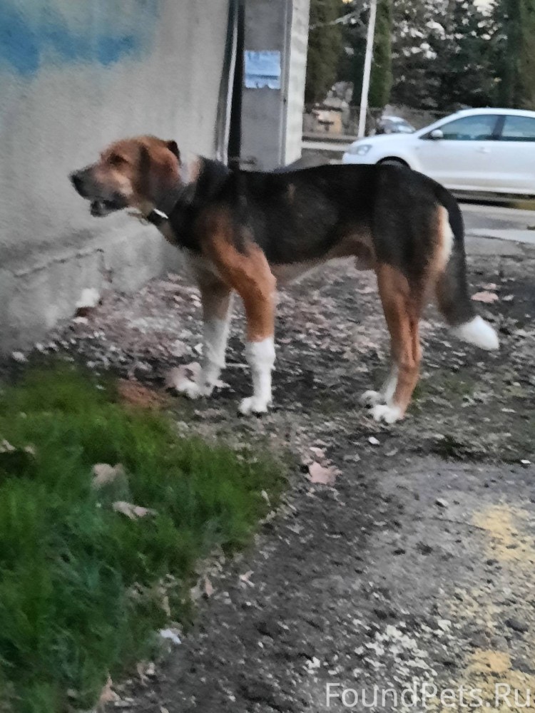 Модель Йована Вентура с доберманом