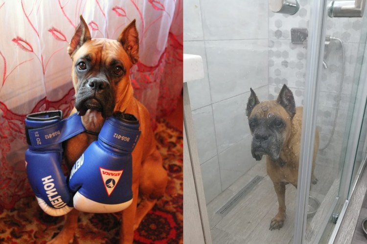 Hunter ошейник для собак Capri