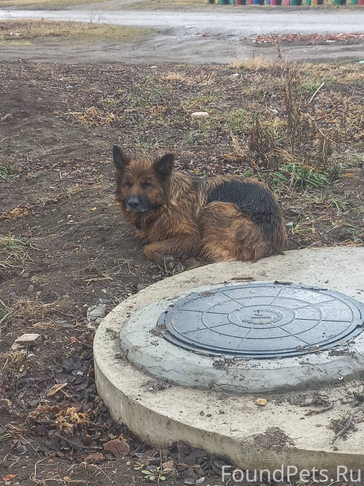 Ошейник для собак питбуль