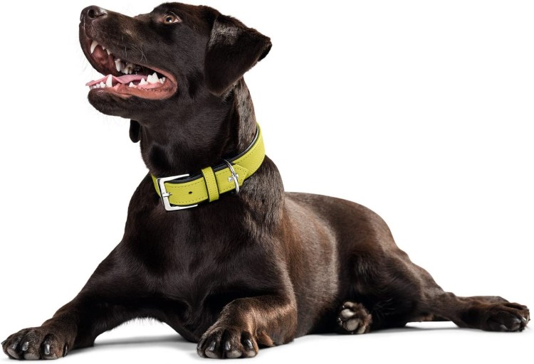 Парень в ошейнике