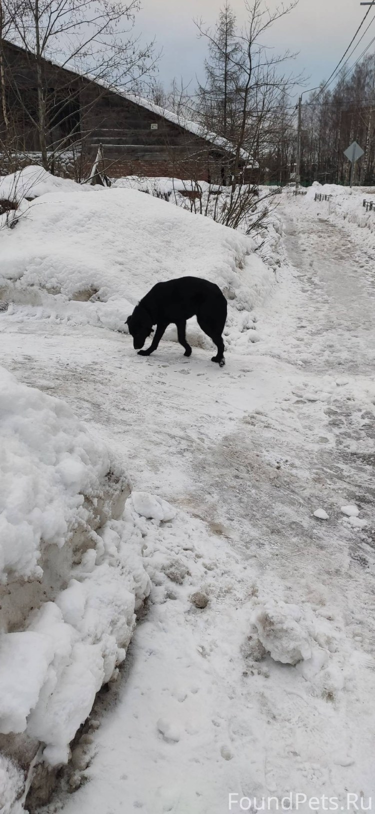 Человек держит собаку на поводке