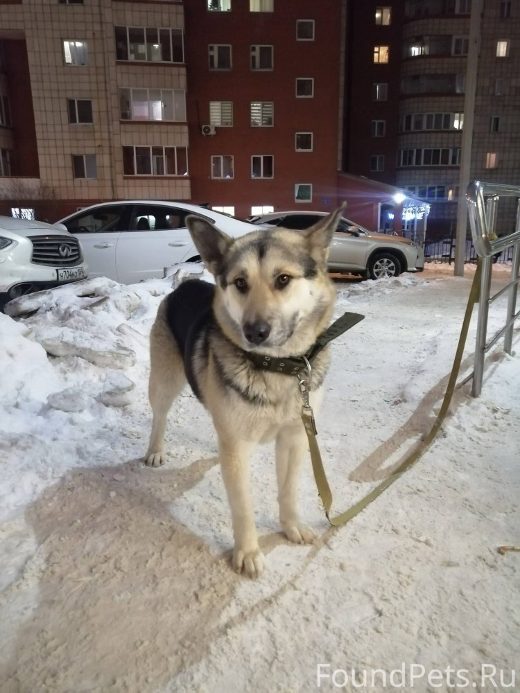 Акутагава Рюноскэ неко