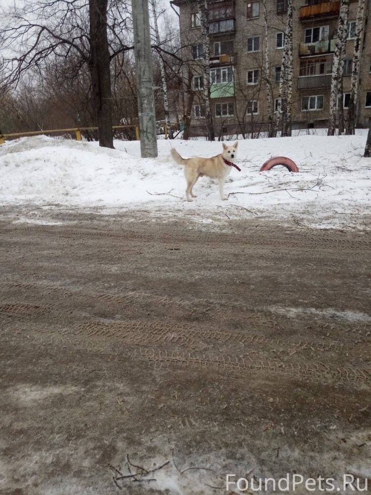 Собака и человек