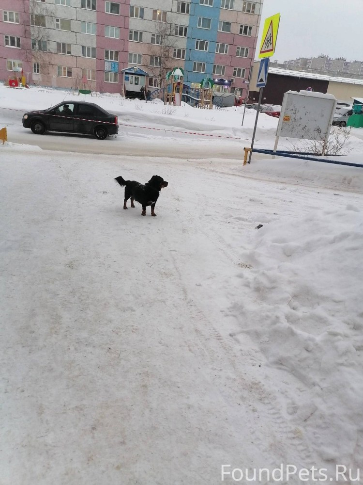 Строгий ошейник для собак лабрадоров