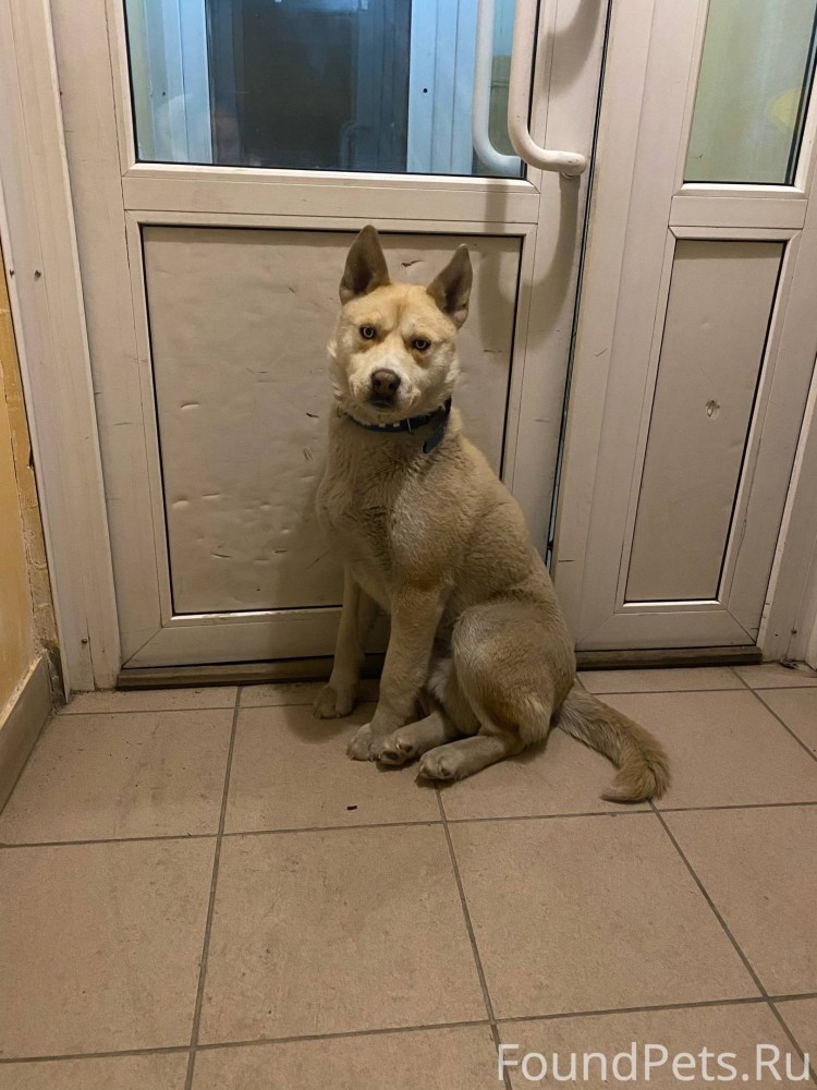 Человек держит собаку за ошейник