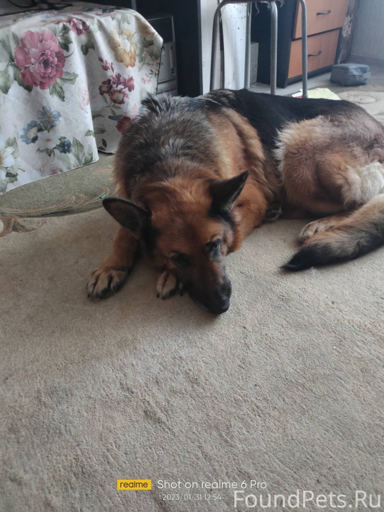 Ошейник с надписью