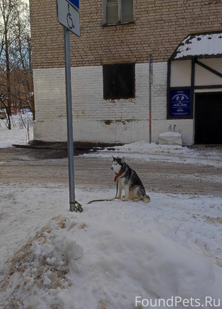 Тигровый Доберман