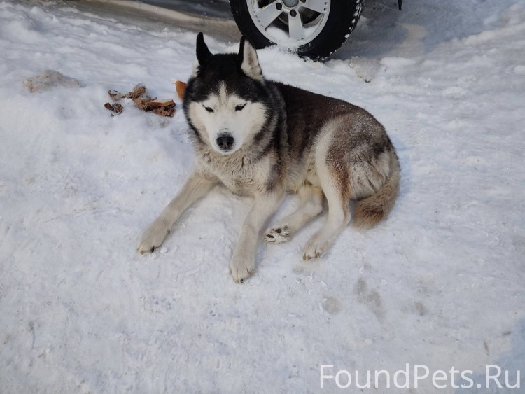 Американский стаффордширский терьер нападение